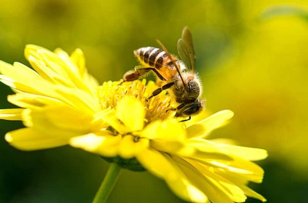 nuôi ong trong vườn cây ăn quả có lợi gì