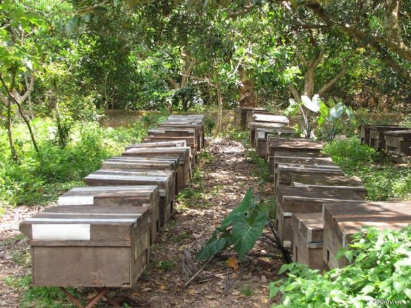 nuôi ong trong vườn cây ăn quả có lợi gì