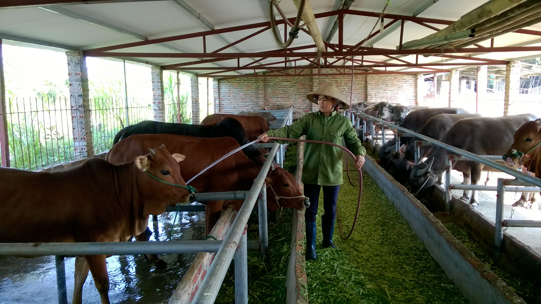 Mô hình nuôi bò thịt hiệu quả ở Cần Thơ  Kỹ Thuật Nông Nghiệp