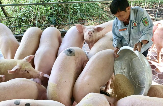 Kinh nghiệm chăn nuôi lợn, nuôi lợn bao lâu thì xuất chuồng?