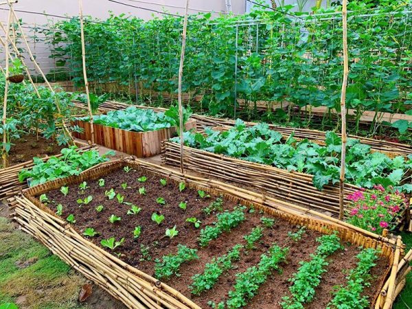 Tháng 7 trồng cây rau gì để sinh trưởng tốt?