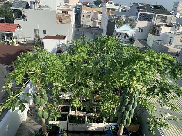 Trồng cây ăn quả trên sân thượng được tận dụng triệt để
