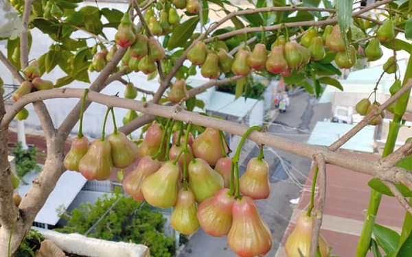 Bật mí 10 cây ăn quả trồng trên sân thượng cho năng suất tốt